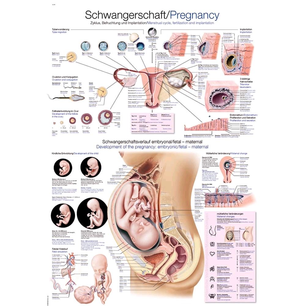 Erler Zimmer „Schwangerschaft“ anatomisches Poster, Größenwahl