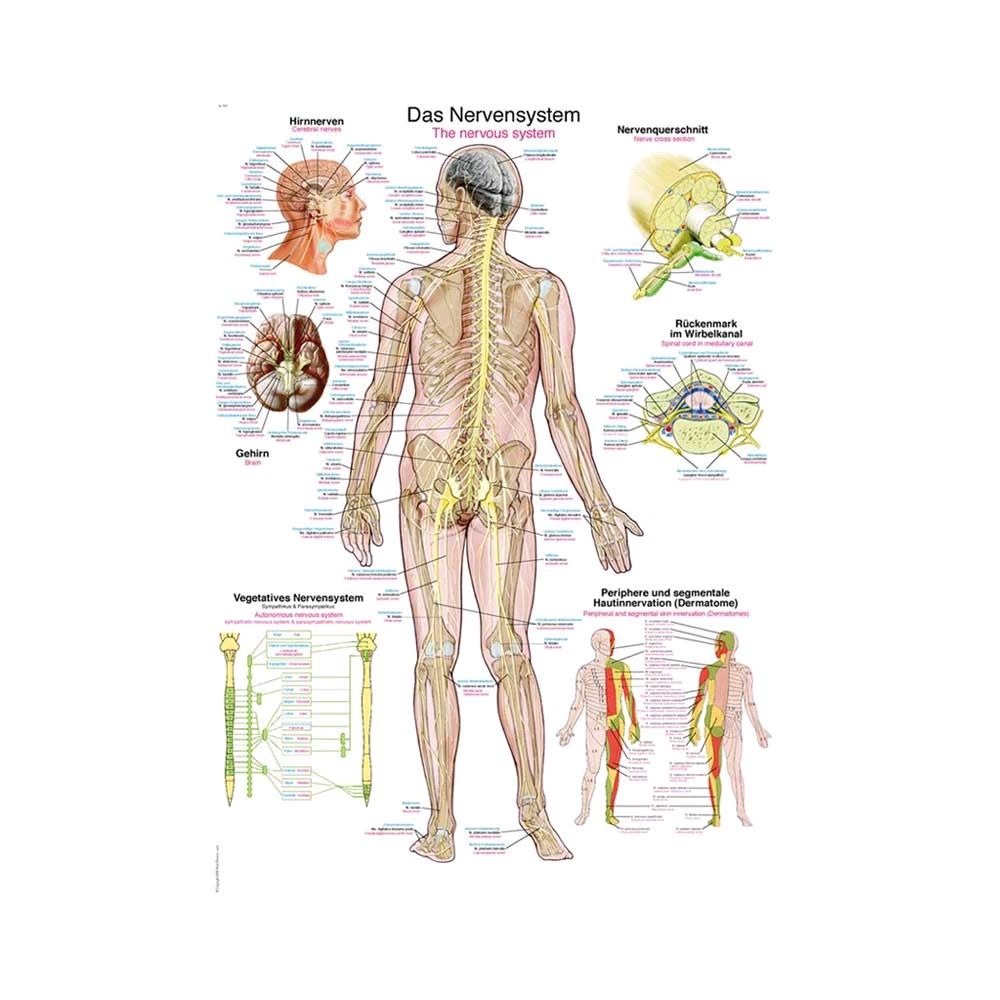 Erler Zimmer anatomische Lehrtafel „Das Nervensystem“, 70 x 100 cm
