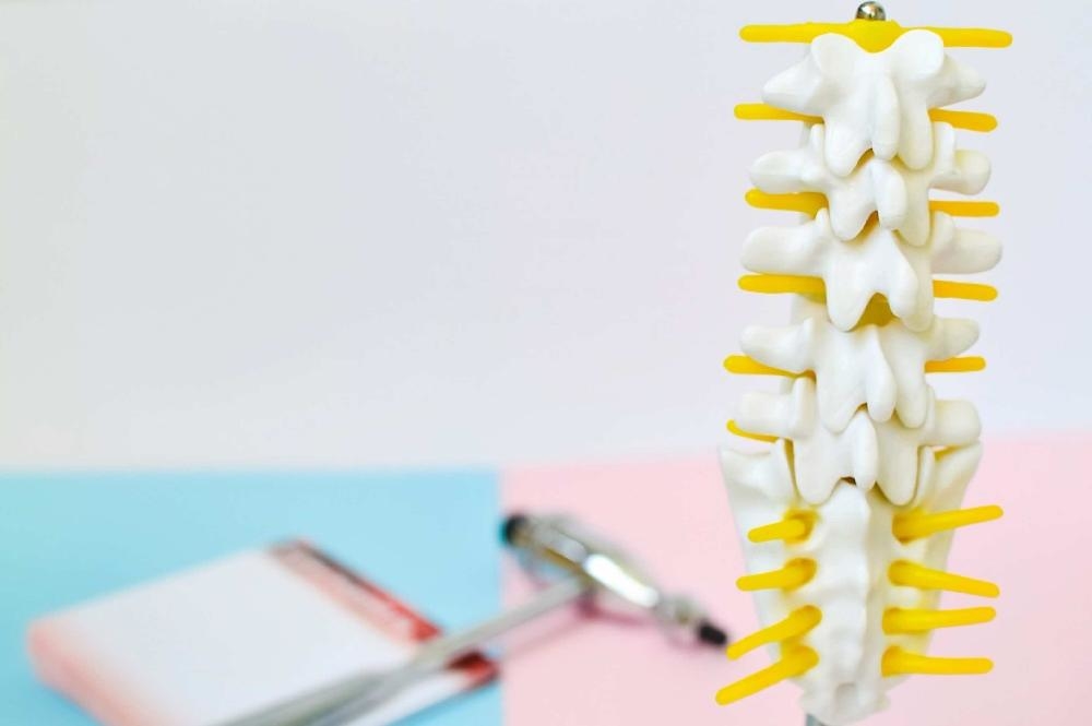 Ein anatomisches Wirbelsäulenmodell als Veranschaulichungsmaterial bei Arzt Anatomische Modelle dienen zur besseren Veranschaulichung und Aufklärung des Patienten