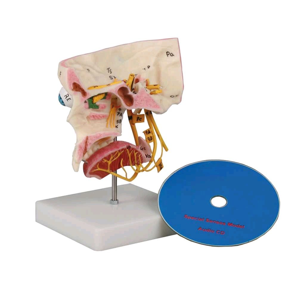 Modell der Sinnesorgane von Erler Zimmer, lebensgroß, Nomenklatur, CD