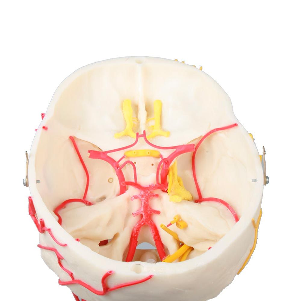 Erler Zimmer Modell, neurovaskulärer Schädel, Erwachsenenschädel