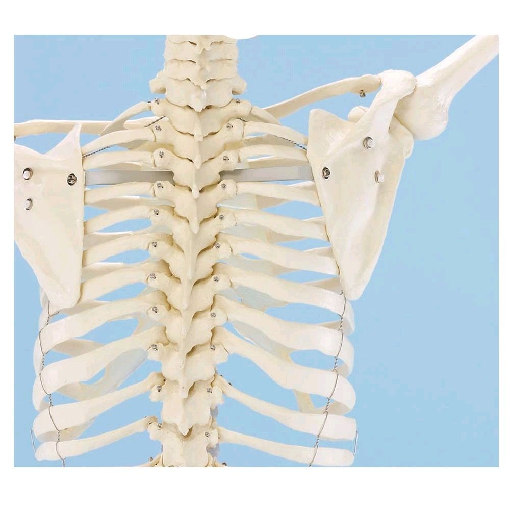 Erler Zimmer Ganzkörper Skelett anatomisch 1,76cm, Skelett Willi