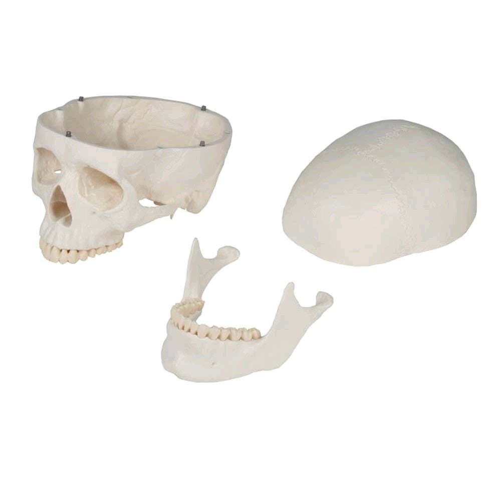 Erler Zimmer Schädelmodell, 3-teilig, anatomisch, Skelet, lebensgross