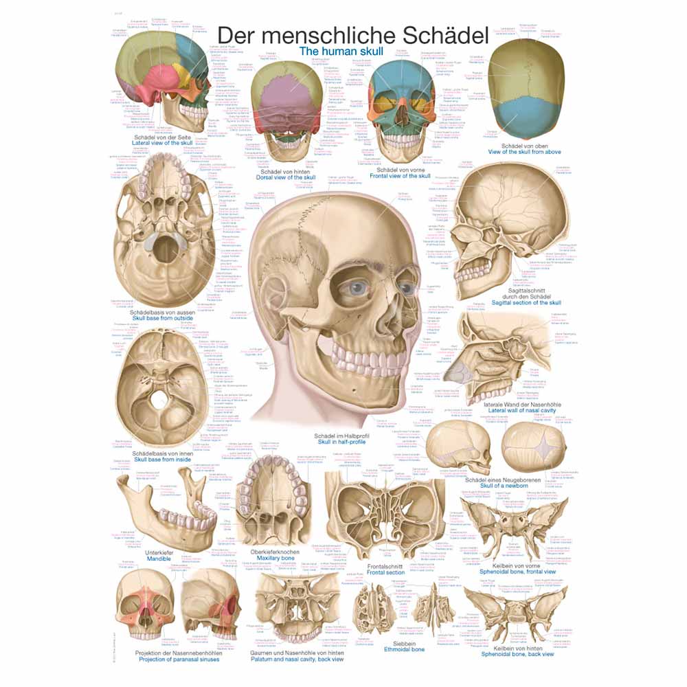 Erler Zimmer anatomische Lehrtafel - "Der Schädel", 2 Größen