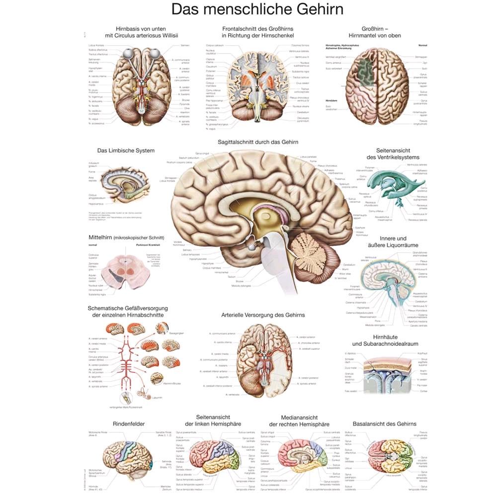 Erler Zimmer Das menschliche Gehirn Lehrtafel, englisch, 50x70cm
