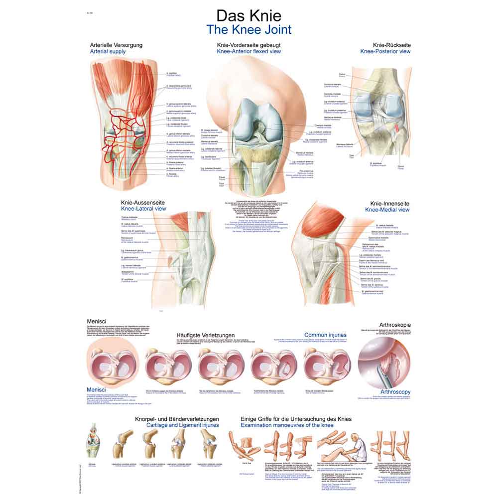 Erler Zimmer anatomische Lehrtafel - "Das Knie", 70x100cm