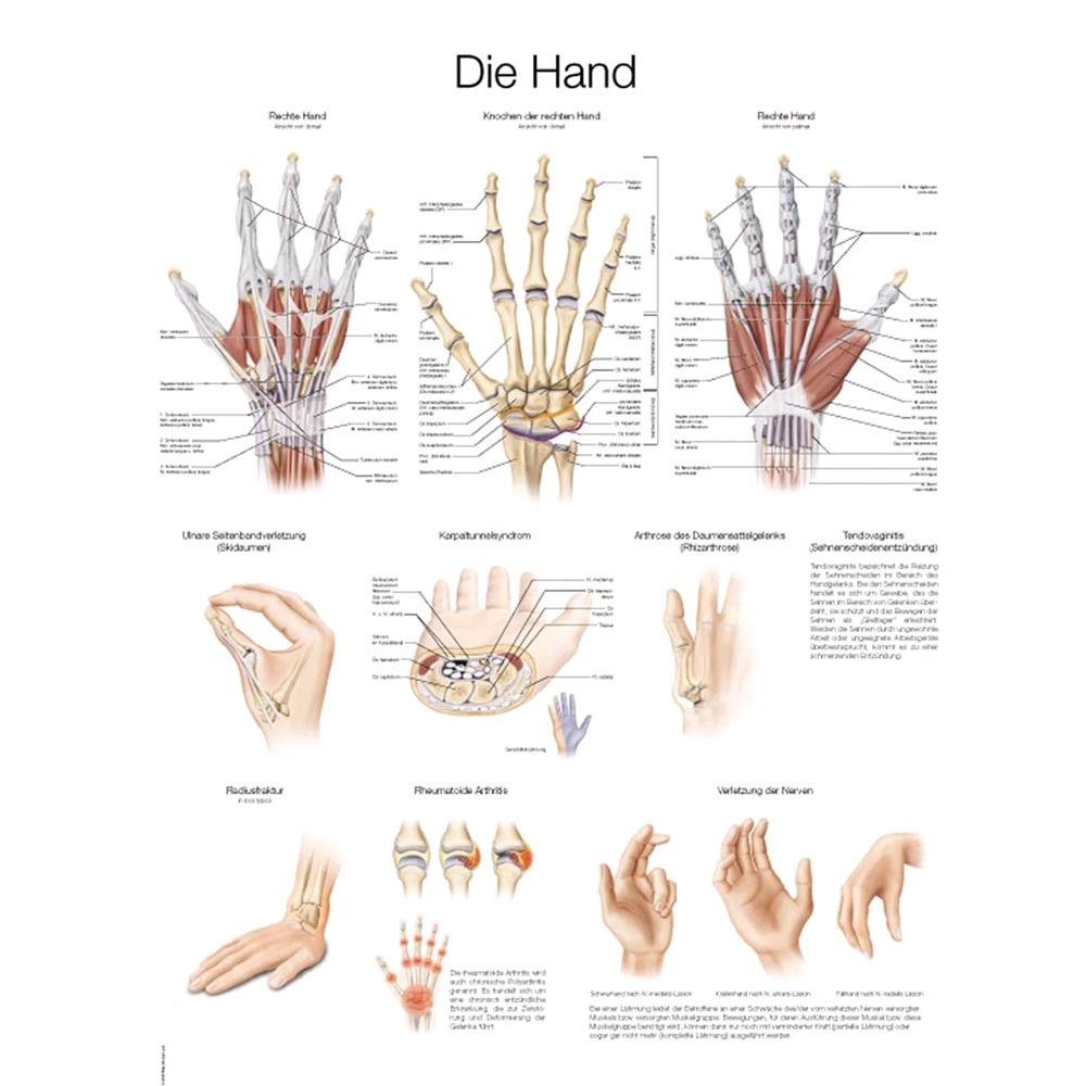 Erler Zimmer Die Hand anatomisches Poster, 50x70cm, Kunstdruckpapier