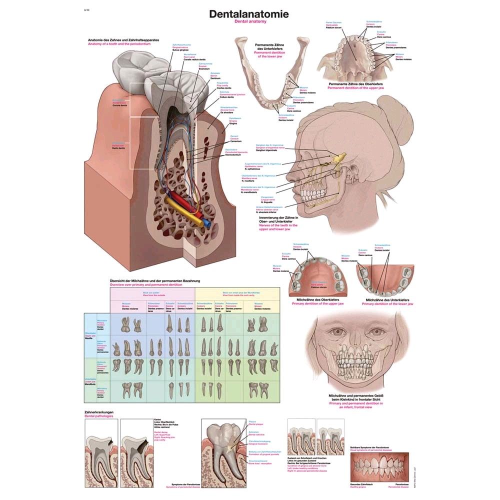 Erler Zimmer „Dentalanatomie“ anatomische Lehrtafel, 50x70cm