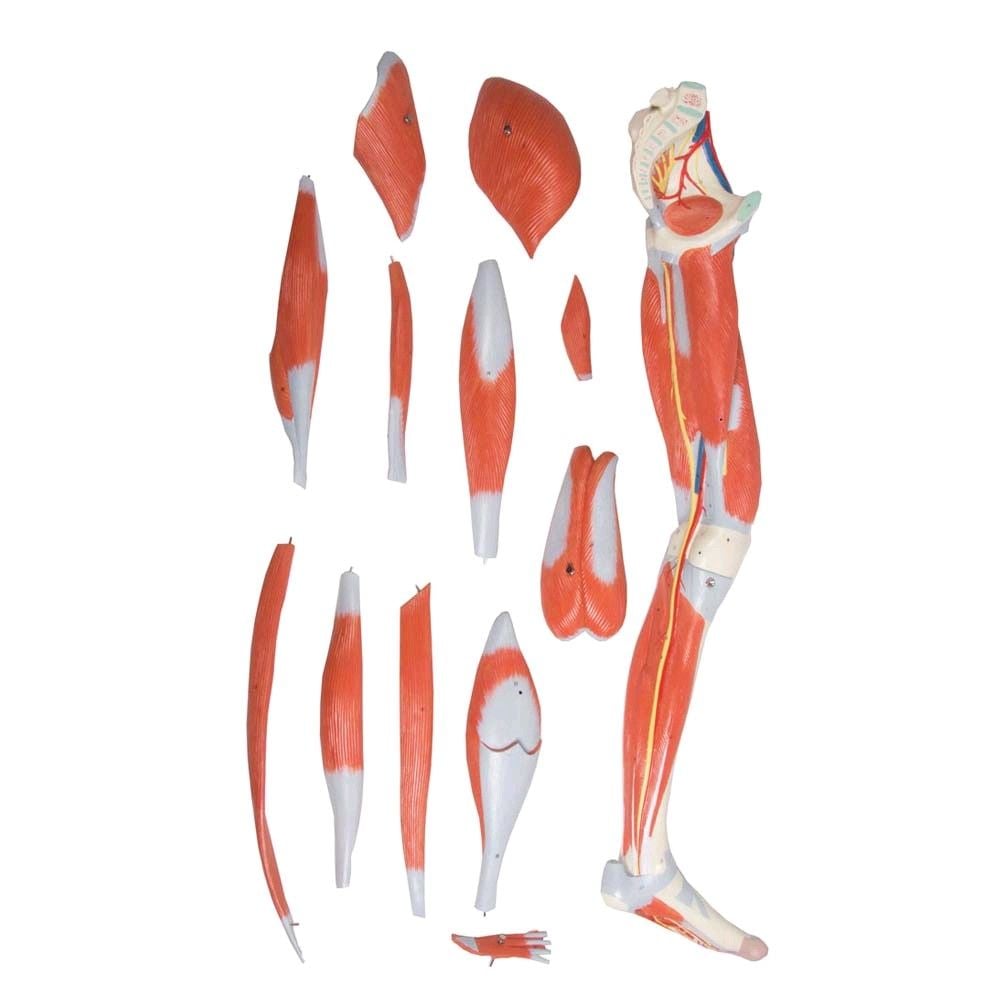 Beinmuskulatur-Modell von Erler Zimmer, zerlegbar, lebensgroß, Stativ