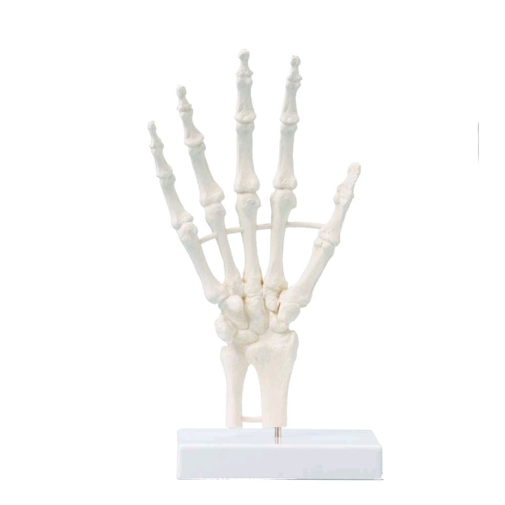 Anatomie Modell Handskelett von Erler Zimmer, lebensgroß, unbeweglich