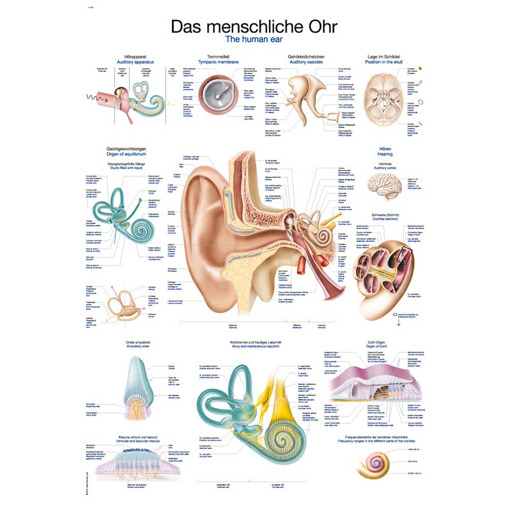 Erler Zimmer anatom. Lehrtafel - "Das menschliche Ohr", 50x70cm