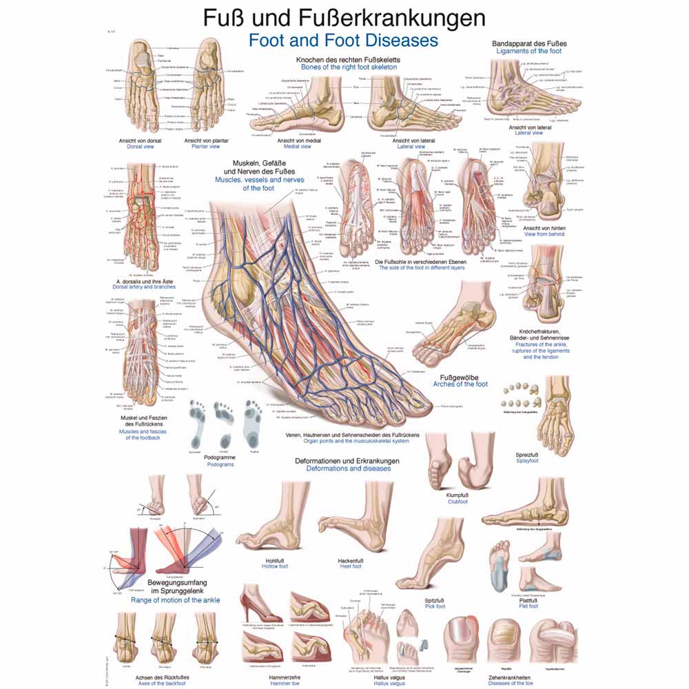 Erler Zimmer anat. Lehrtafel - "Fuß und Fußerkrankungen", 70x100cm