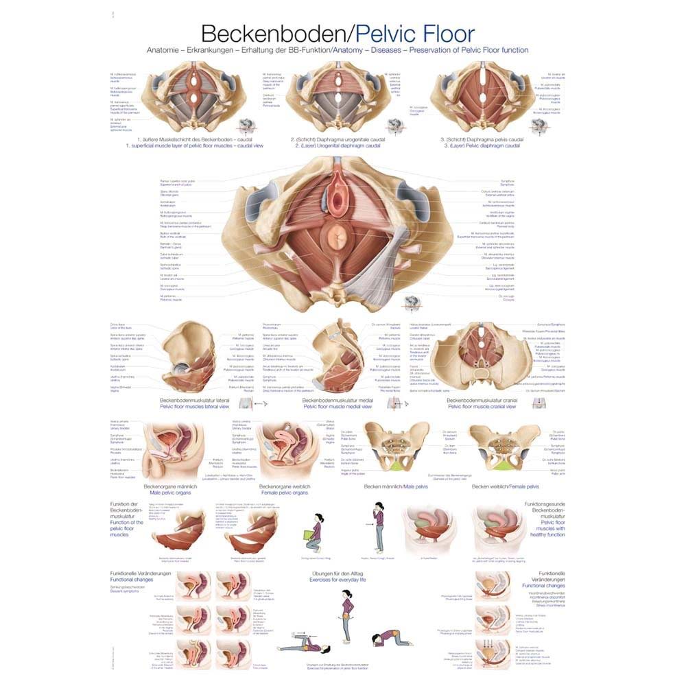 Erler Zimmer „Beckenboden“ anatomische Lehrtafel, 50x70cm