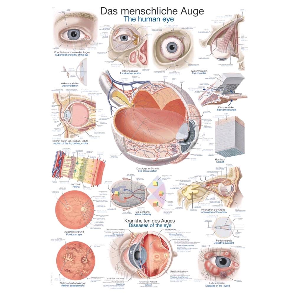 Erler Zimmer Das menschliche Auge anatomische Lehrtafel, 50x70cm