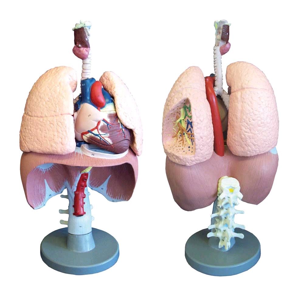 Modell der Atmungsorgane lebensgroß, Kunststoff, nummeriert, zerlegbar