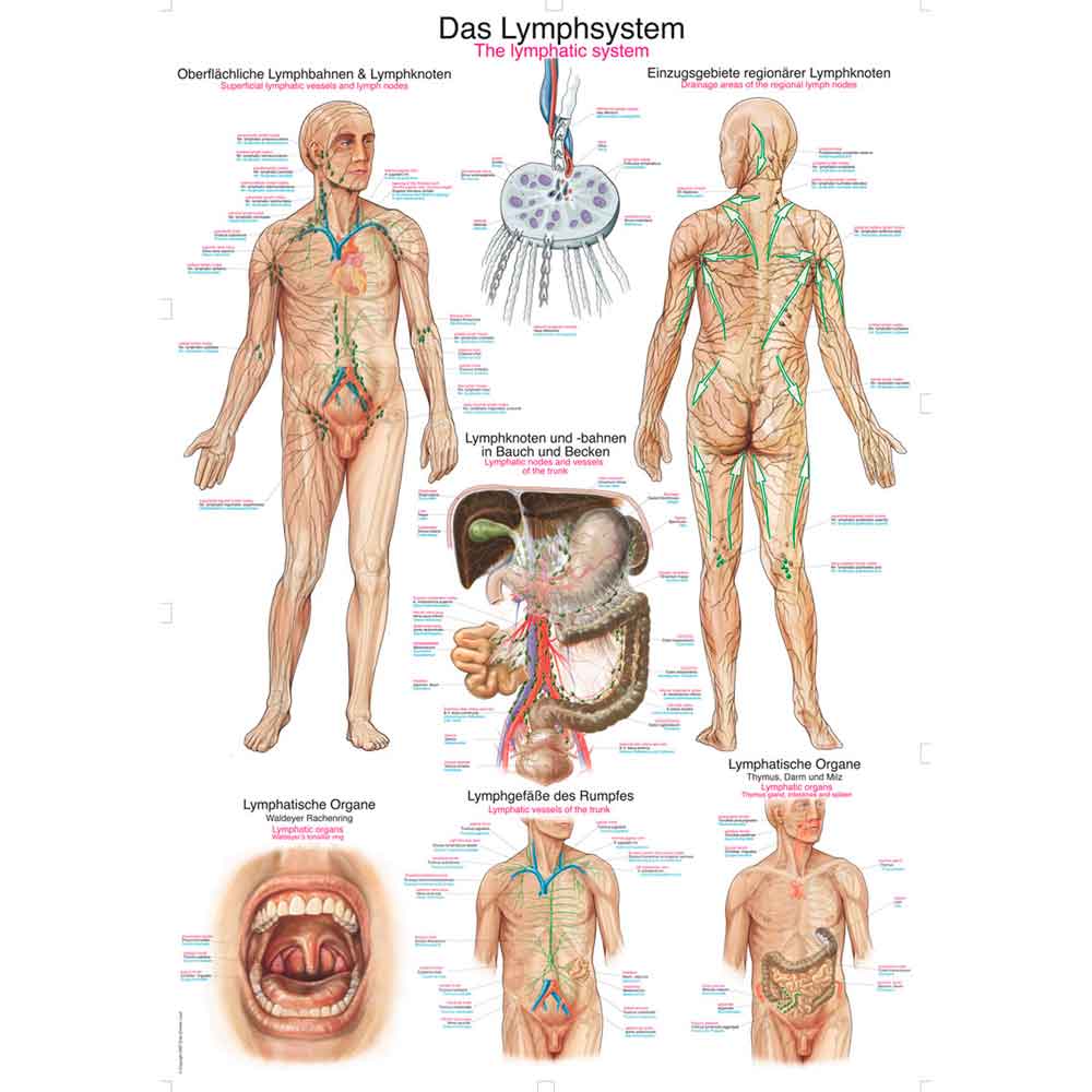 Erler Zimmer anatomische Lehrtafel - "Das Lymphsystem", 70x100cm