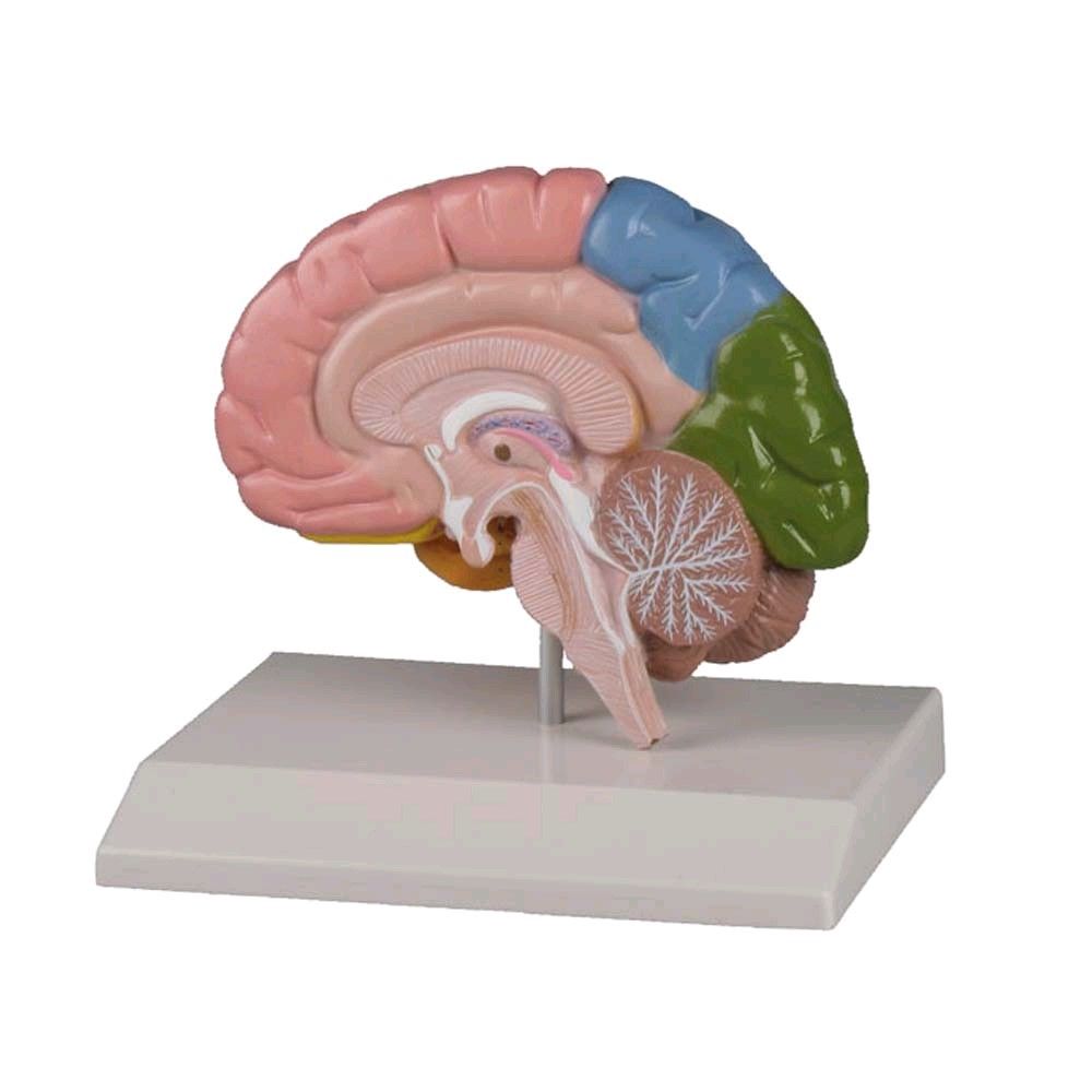 Gehirnhälfte Modell von Erler Zimmer, farbig, Lehrkarte, lebensgroß