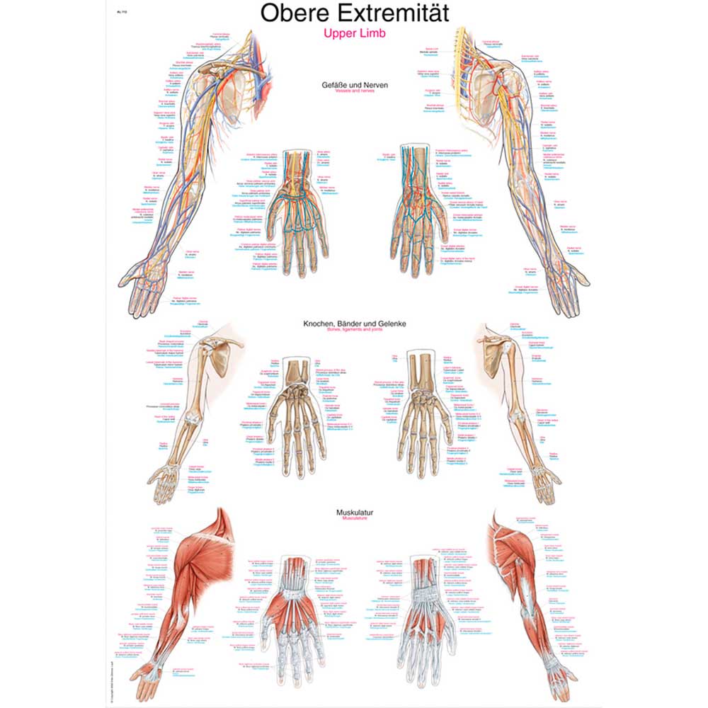 Erler Zimmer anatomische Lehrtafel - "Obere Extremität", 50x70cm