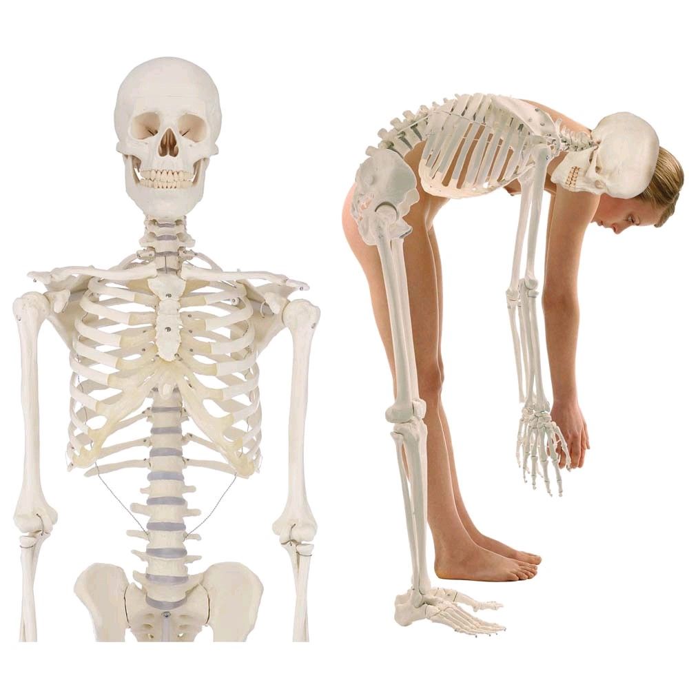 Erler Zimmer Ganzkörper Skelett anatomisch 1,76cm, alle Ausführungen
