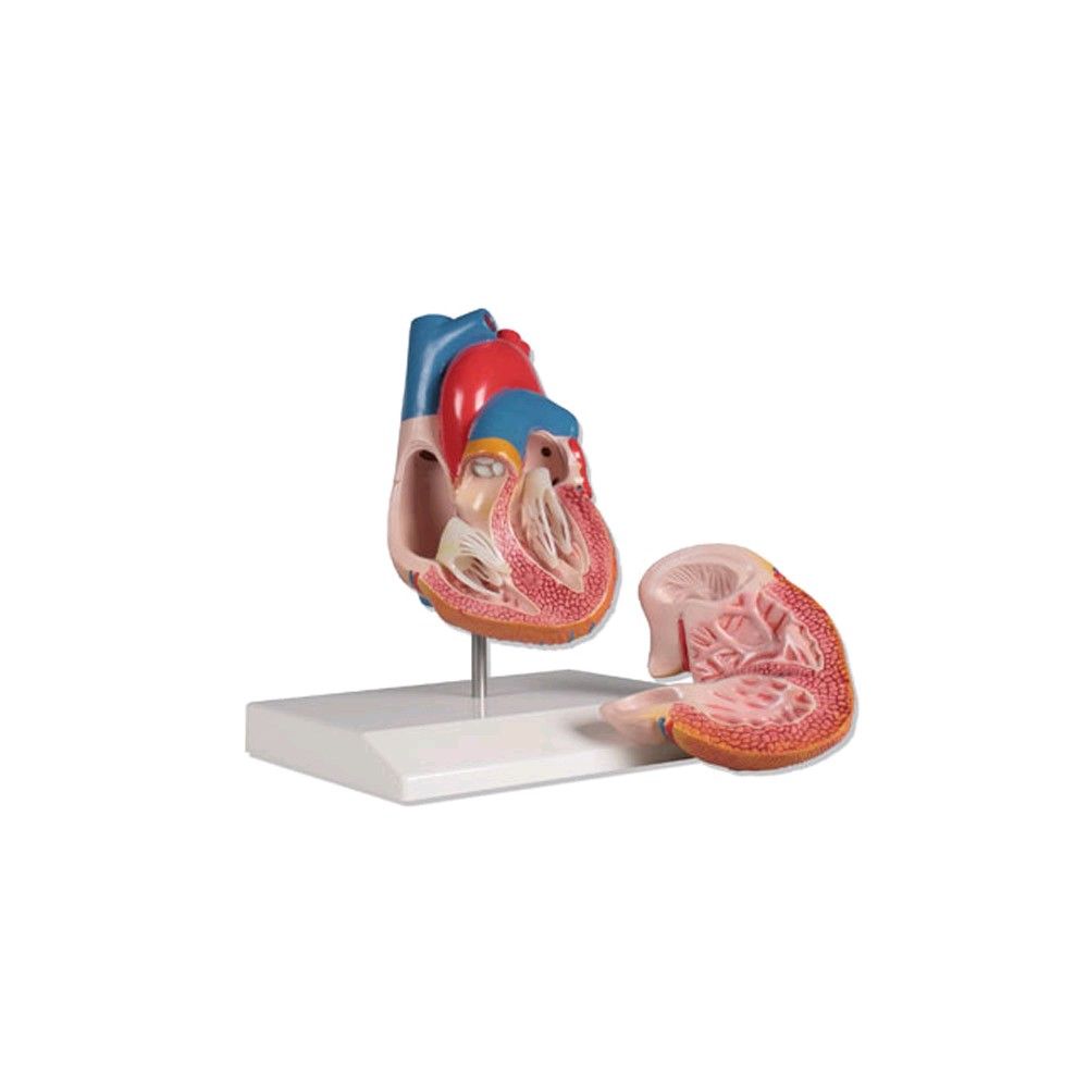 Erler Zimmer Herzmodell, lebensgroß 2 Teile, detailiert bemalt, Stativ