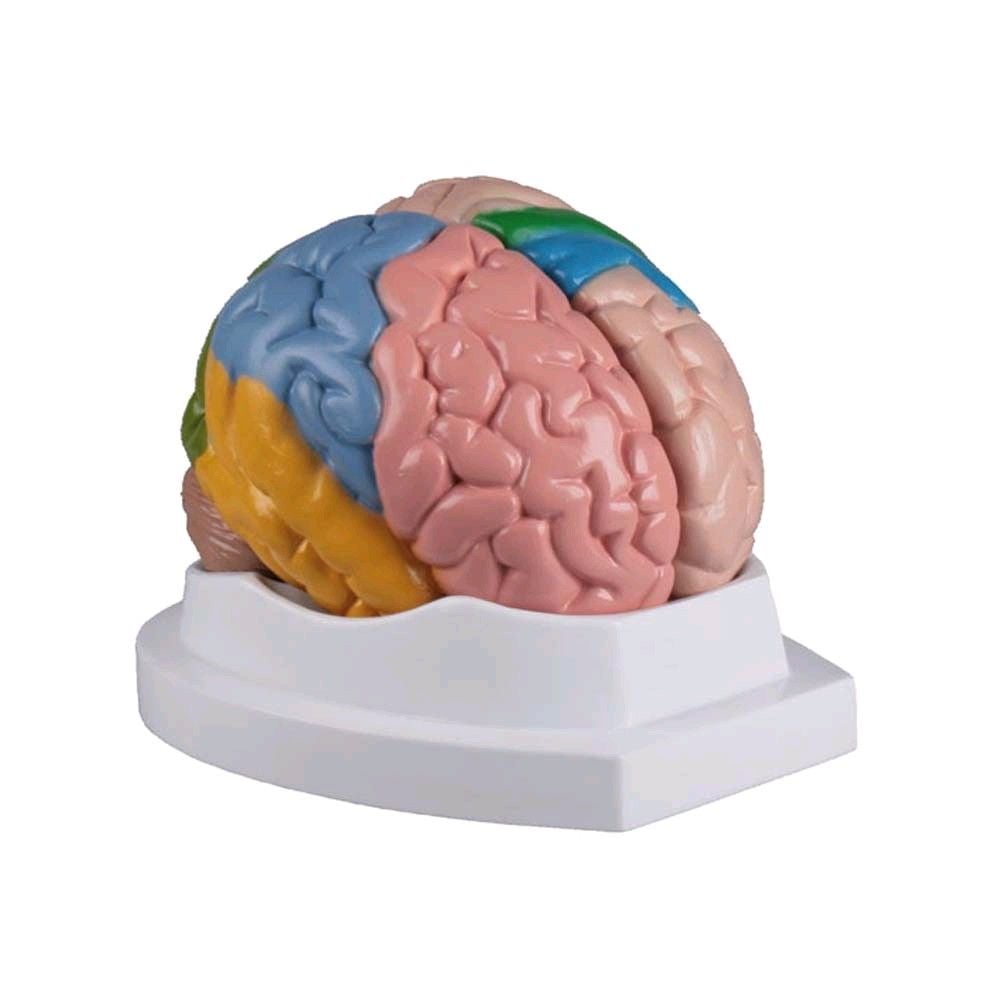 farbiges Gehirn Modell von Erler Zimmer, 5-teilig lebensgroß Lehrkarte
