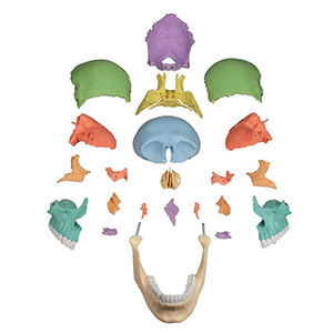 Einzelteile eines Schädelmodells