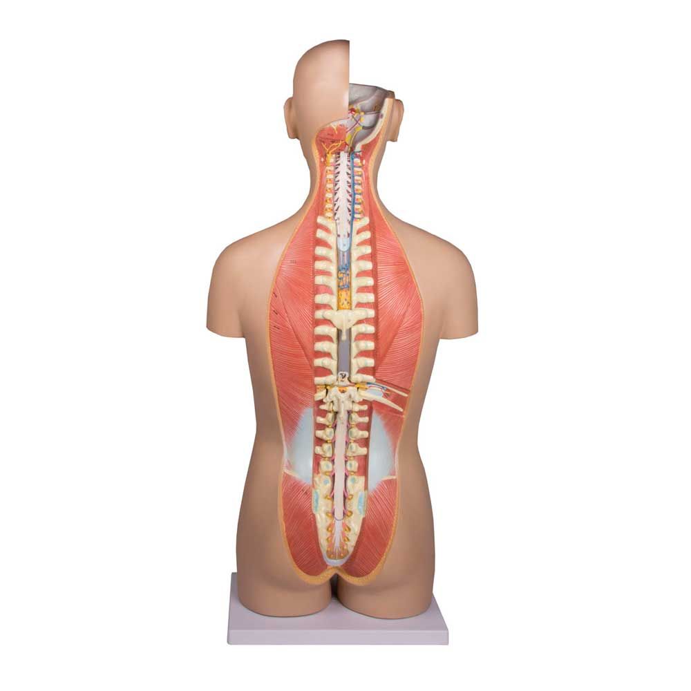 Erler Zimmer zweigeschlechtlicher Torso, Rücken geöffnet, 27-tlg.