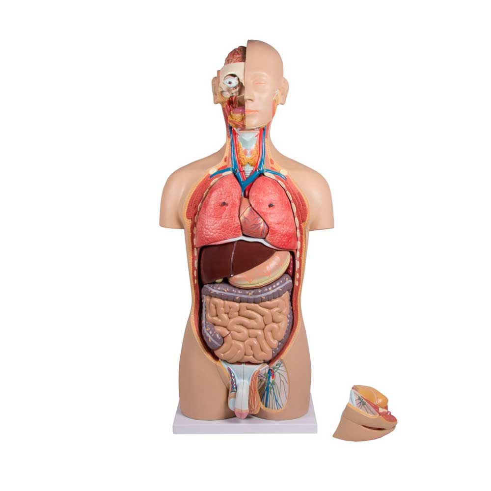 Erler Zimmer zweigeschlechtlicher Torso, Rücken geöffnet, 27-tlg.