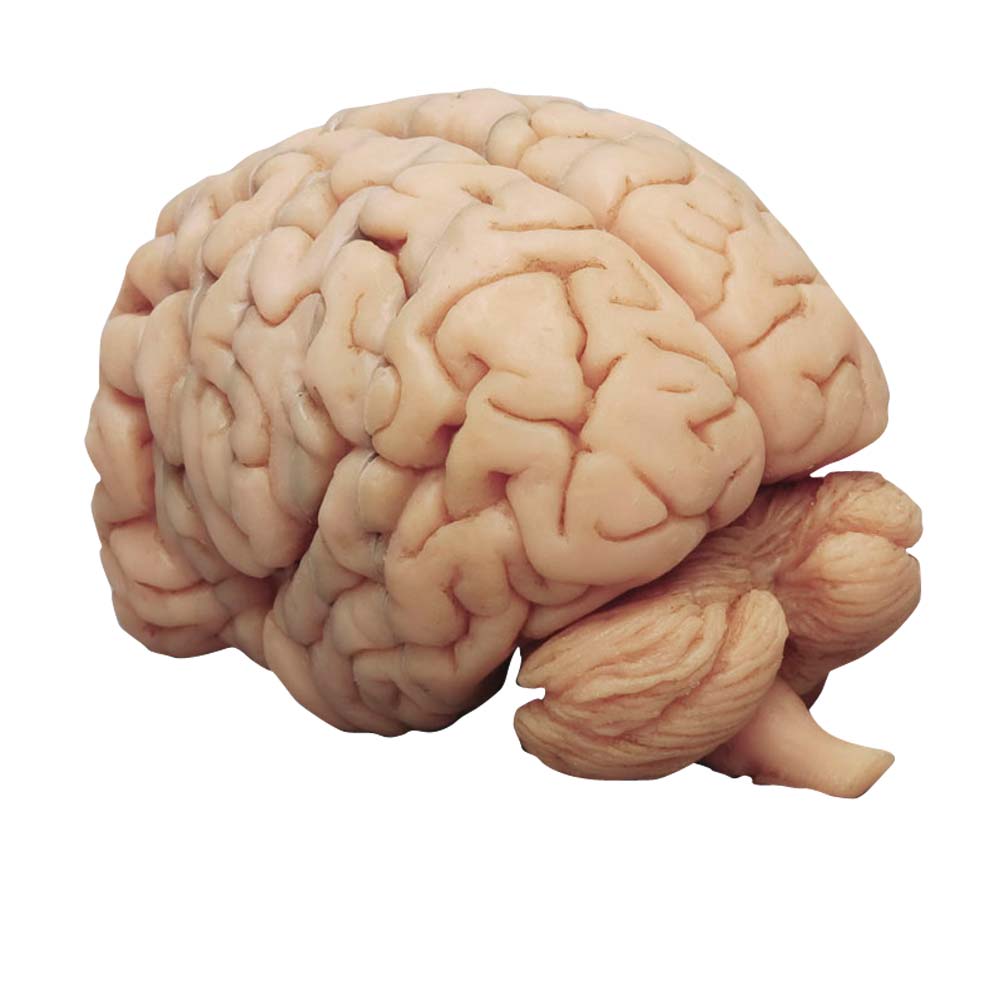 Erler Zimmer Modell - menschliches Gehirn in Frontalschnitten