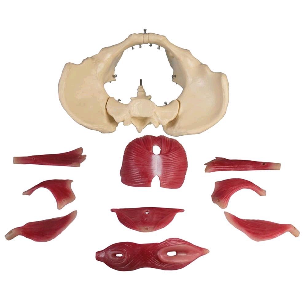 Erler Zimmer Beckenbodenmodell mit Muskulatur, weiblich, 12-teilig