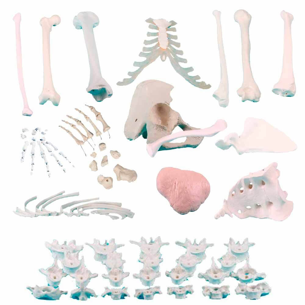Einzelne Knochenmodelle aus dem Anatomie Skelett