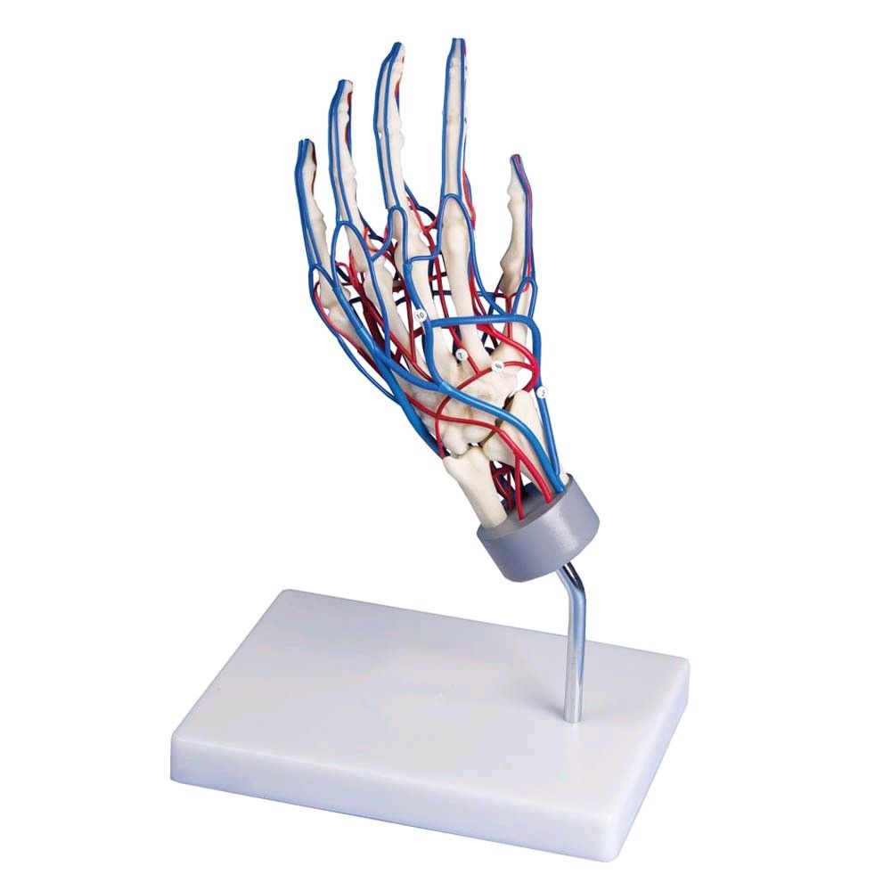 anatomisches Handskelett mit Gefäßen von Erler Zimmer, drehbar, Stativ