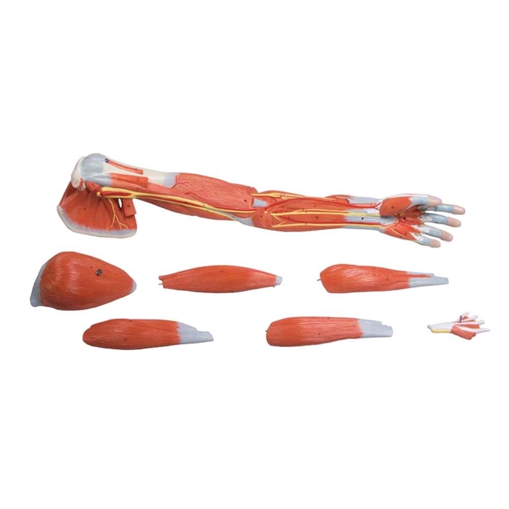 Armmuskulatur-Modell von Erler Zimmer, 7-teilig, lebensgroß, Stativ