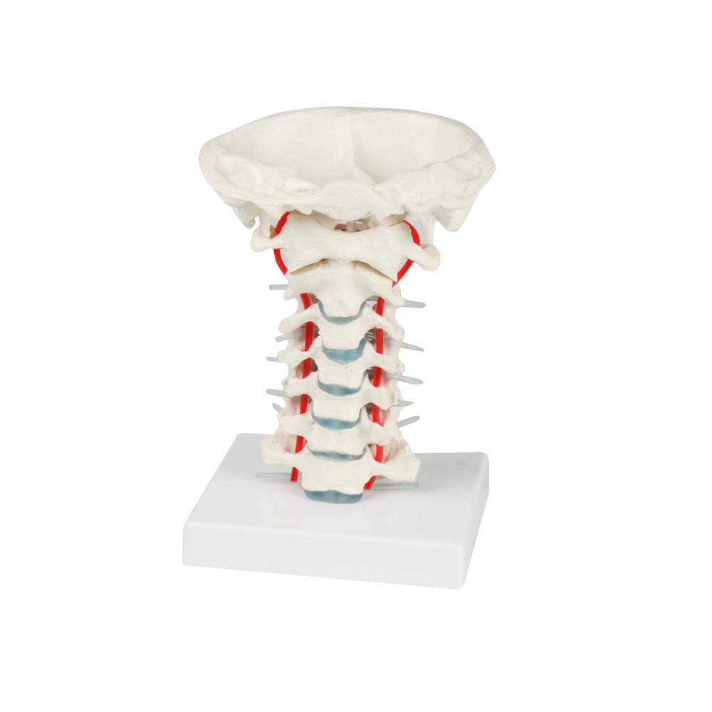 Erler Zimmer Modell - Halswirbelsäule mit Stativ