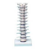 Erler Zimmer Brustwirbelsäule mit Stativ, flexibel...